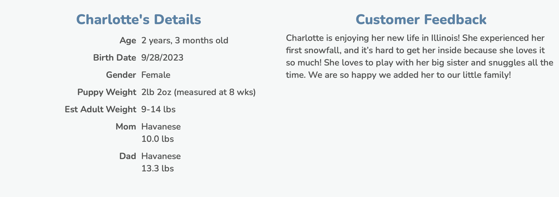 customer feedback from seaside pups customer