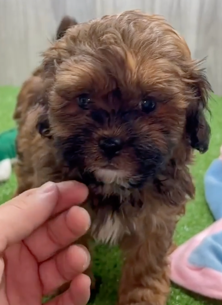 Cute Shih Poo Pup