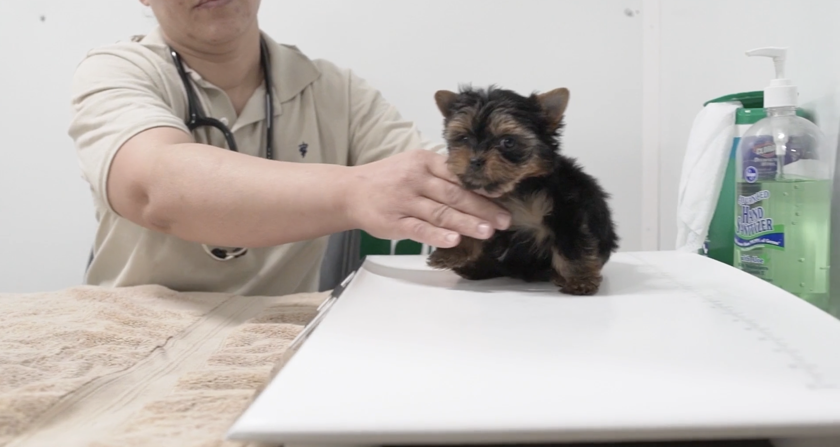 12. seaside pups puppy health check
