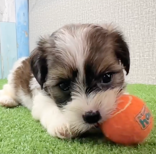 Cute Shorkie Pup