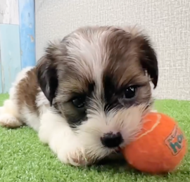 Yorkie Tzu Puppies For Sale - Seaside Pups