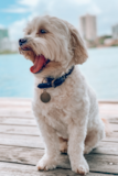 Cute Maltese Purebred Pup