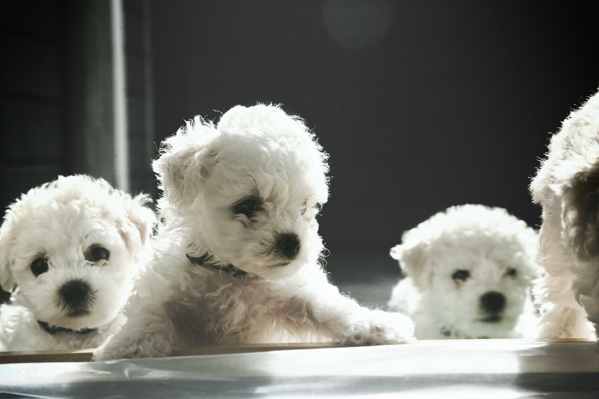 small white puppies playing - is seaside pups a puppy broker