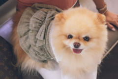 Cute Pomeranian Purebred Pup