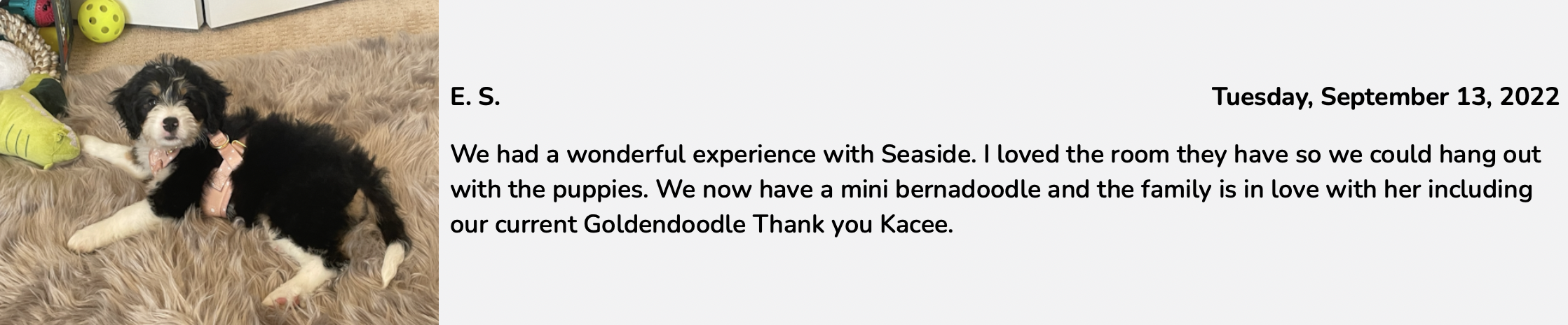 seaside pups customer review. review 4 from family who bought a mini bernedoodle from seaside pups