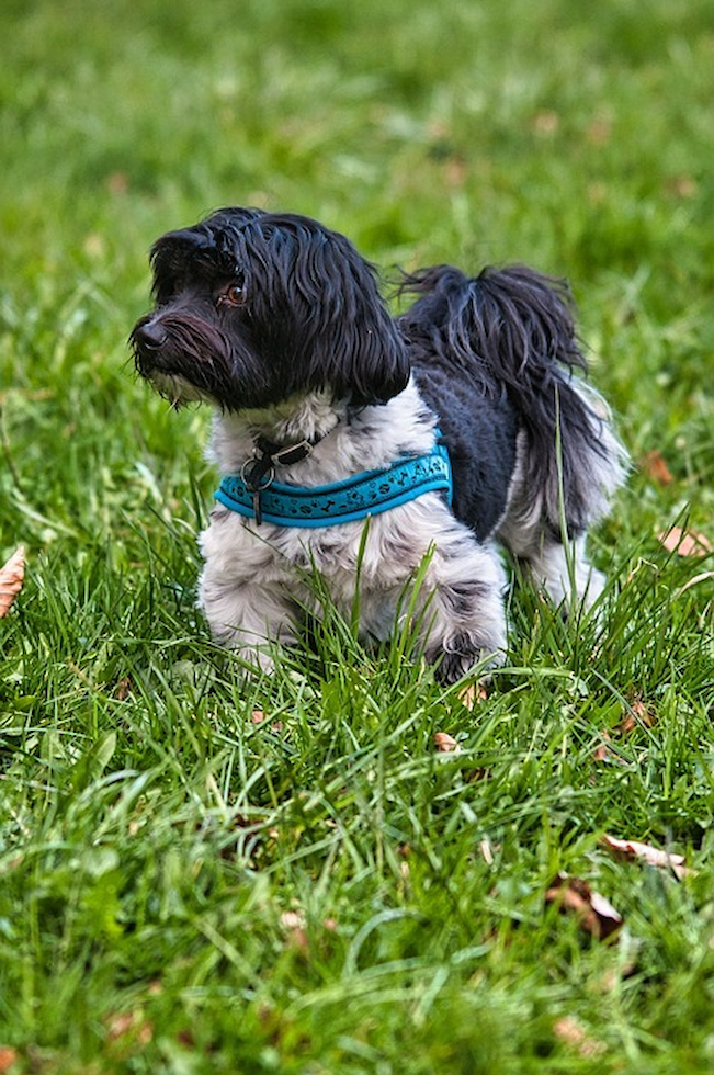 Cute Bichon Havanese Puppies for Sale in Palmetto Bay, Florida ...