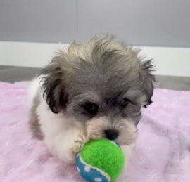 Havashon Puppies For Sale - Seaside Pups