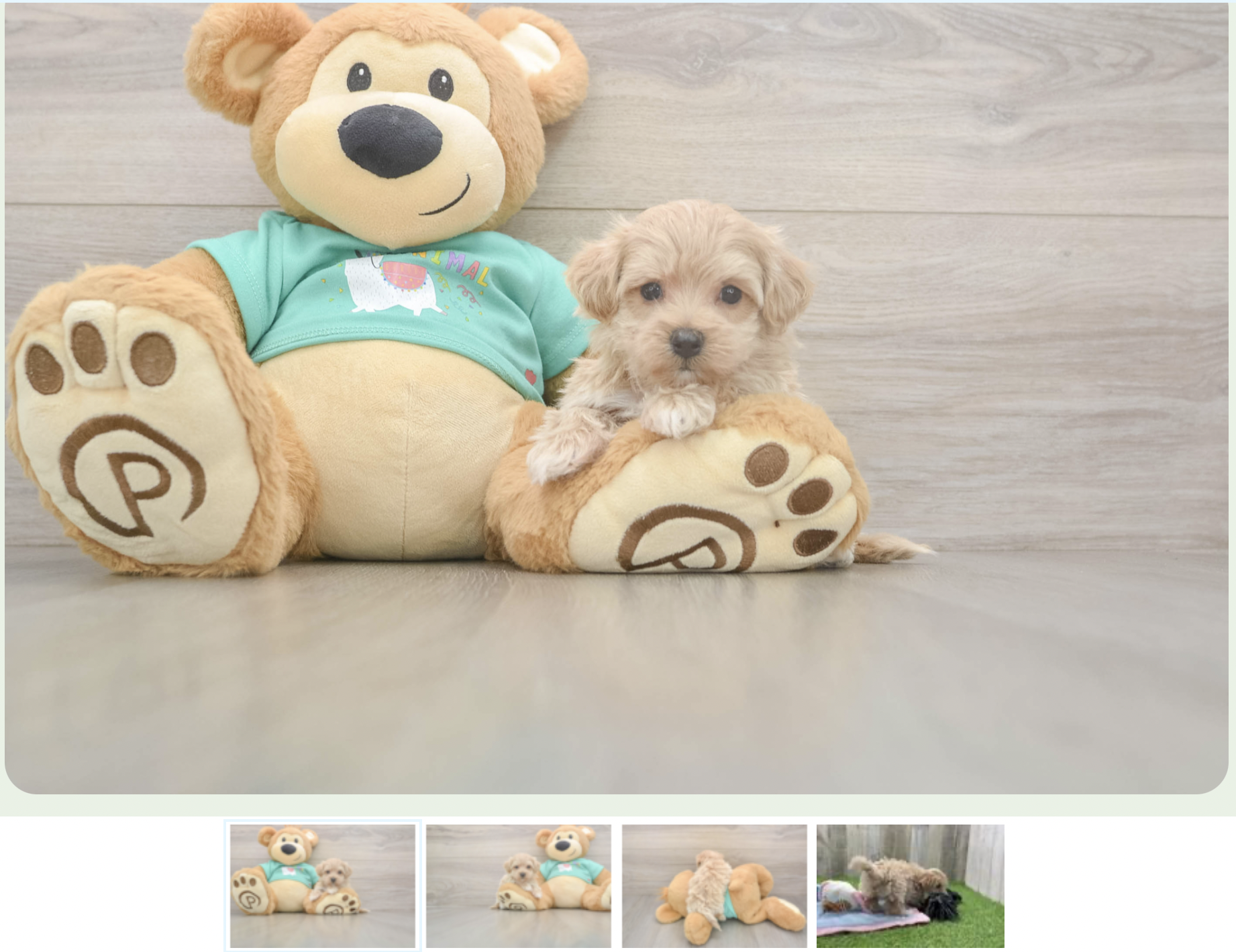 17. puppy for sale profile with photos and a video