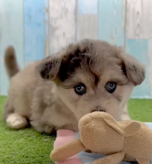 Mini Pomskydoodle Being Cute