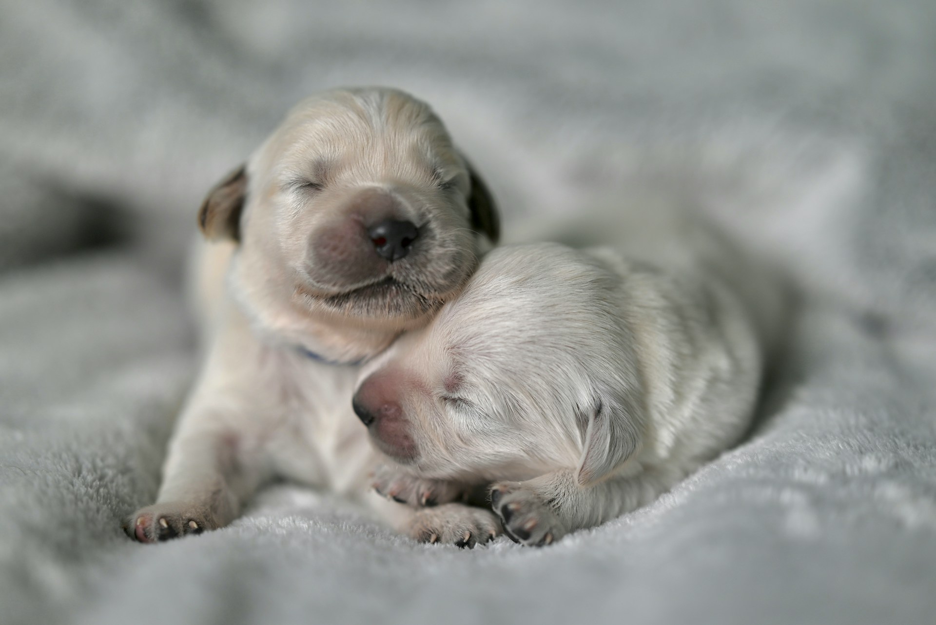 two puppies 1 week old sleeping on a white bed - seaside pups