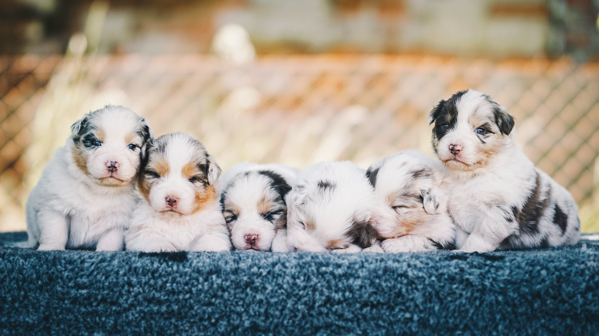 6 mini aussie puppies in a row - seaside pups