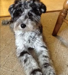 Mini Schnoodle Puppies For Sale - Seaside Pups