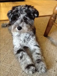 Mini Schnoodle Breed Info Mini Schnoodle Breed Info
