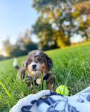 Cute Mini Bernedoodle Poodle Mix Pup