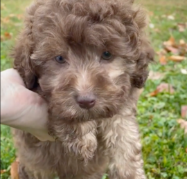 Labrapoo Puppies For Sale - Seaside Pups