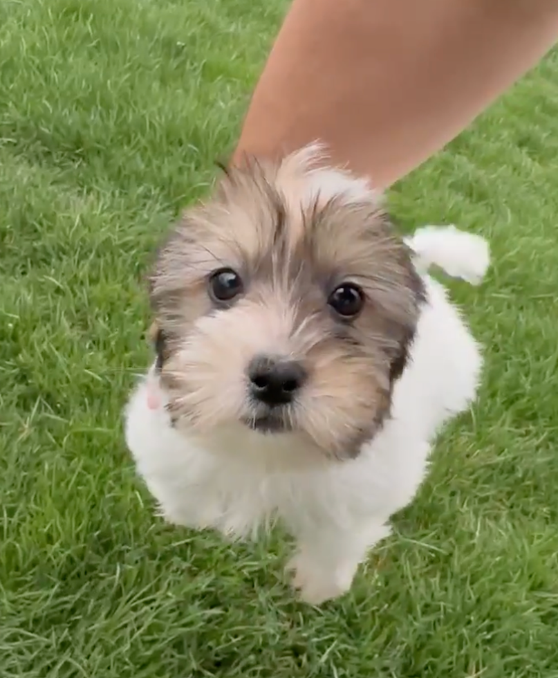Cute Shorkie Tzu Designer Pup
