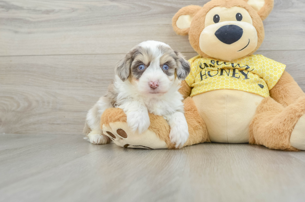 5 week old Aussiechon Puppy For Sale - Seaside Pups