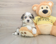 6 week old Aussiechon Puppy For Sale - Seaside Pups