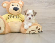 7 week old Aussiechon Puppy For Sale - Seaside Pups