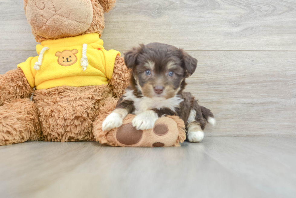 Aussiechon Pup Being Cute