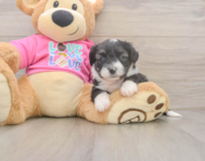 5 week old Aussiechon Puppy For Sale - Seaside Pups