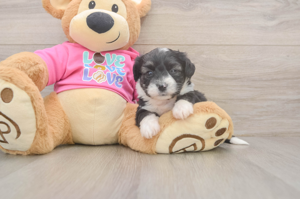 5 week old Aussiechon Puppy For Sale - Seaside Pups