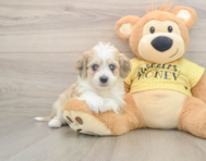 8 week old Aussiechon Puppy For Sale - Seaside Pups