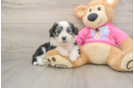 Little Aussie Bichon Designer Puppy