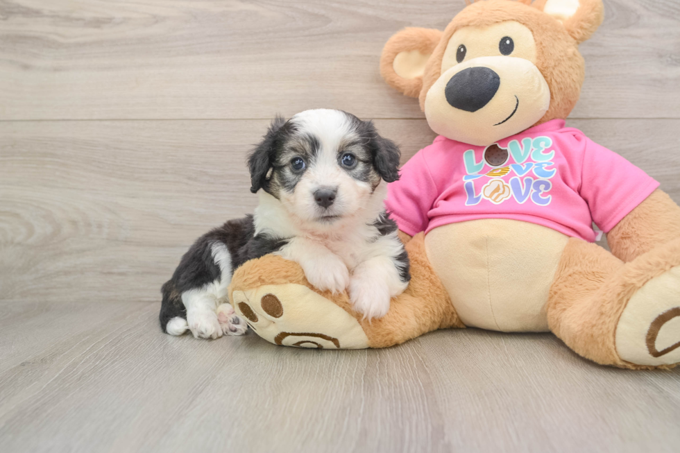 Little Aussie Bichon Designer Puppy