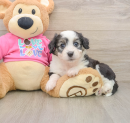 6 week old Aussiechon Puppy For Sale - Seaside Pups