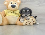 7 week old Aussiechon Puppy For Sale - Seaside Pups