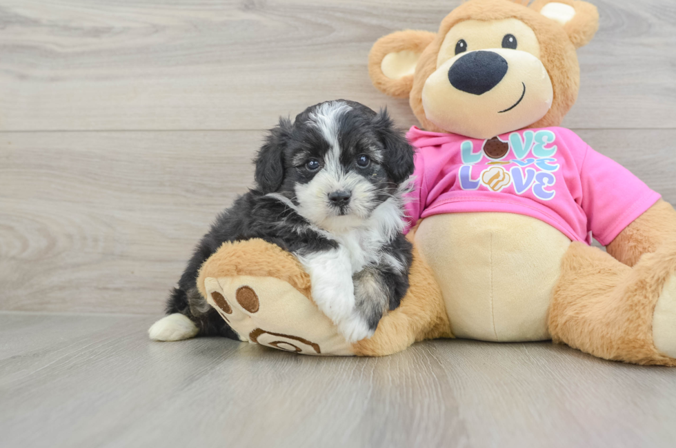 5 week old Aussiechon Puppy For Sale - Seaside Pups