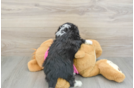 Best Aussiechon Baby