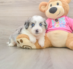 5 week old Aussiechon Puppy For Sale - Seaside Pups