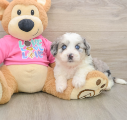 5 week old Aussiechon Puppy For Sale - Seaside Pups
