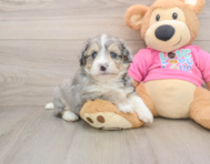 7 week old Aussiechon Puppy For Sale - Seaside Pups