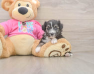 5 week old Aussiechon Puppy For Sale - Seaside Pups