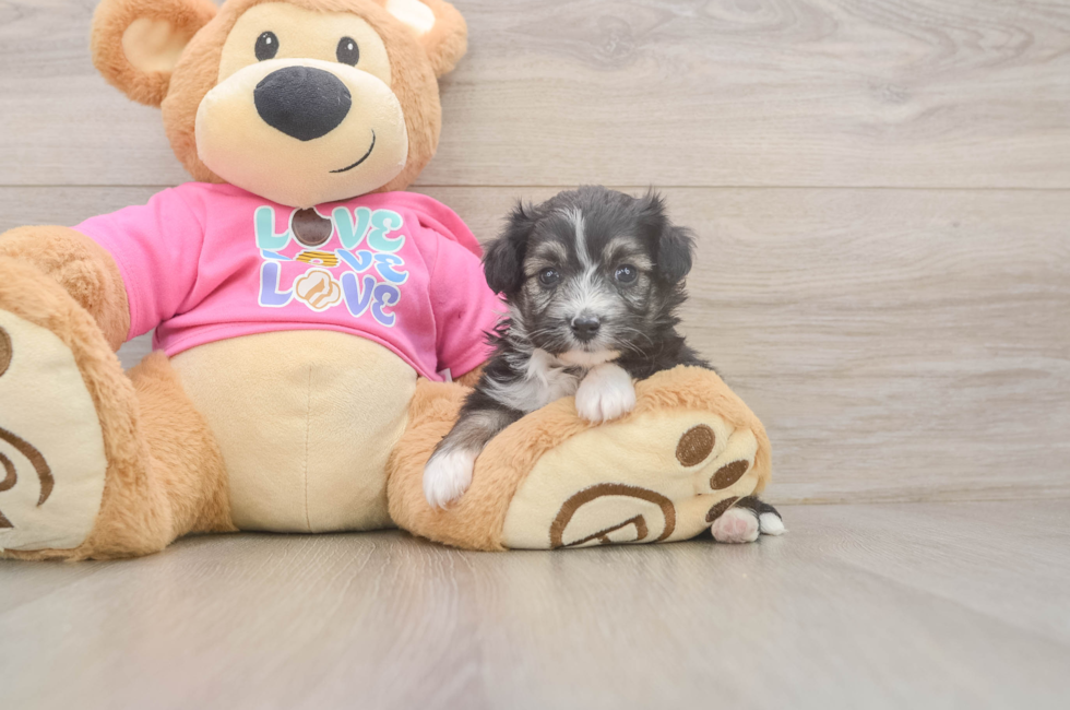 5 week old Aussiechon Puppy For Sale - Seaside Pups