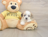8 week old Aussiechon Puppy For Sale - Seaside Pups