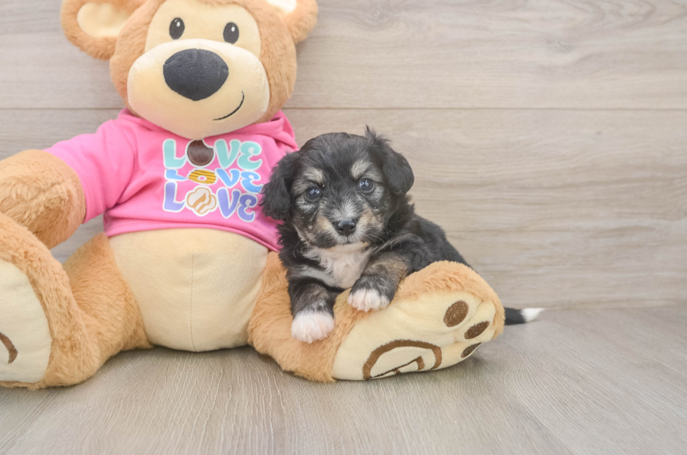 5 week old Aussiechon Puppy For Sale - Seaside Pups