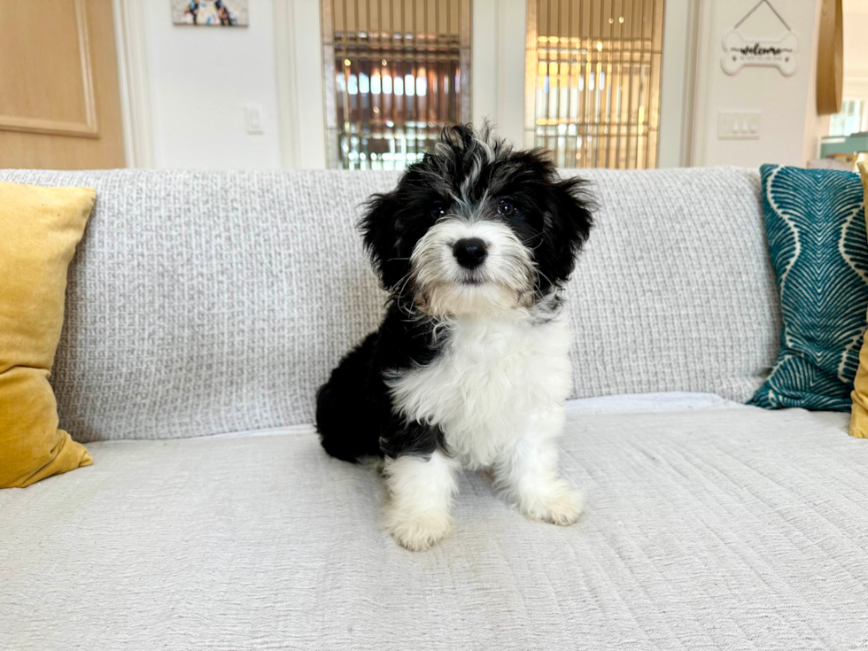 Aussiechon Puppy for Adoption