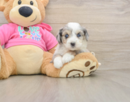5 week old Aussiechon Puppy For Sale - Seaside Pups