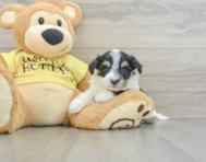 7 week old Aussiechon Puppy For Sale - Seaside Pups