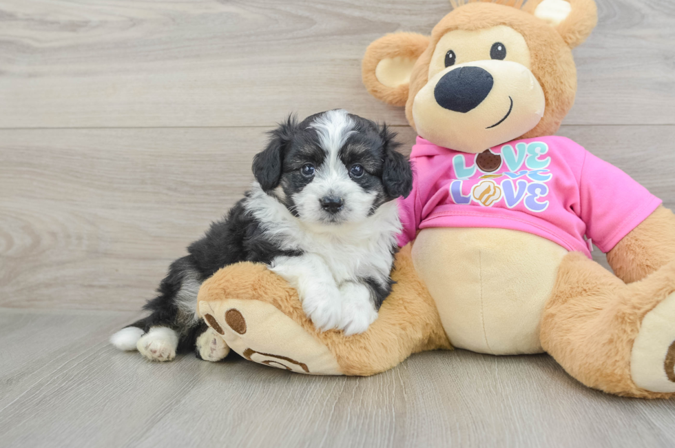 5 week old Aussiechon Puppy For Sale - Seaside Pups