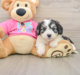 5 week old Aussiechon Puppy For Sale - Seaside Pups