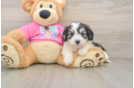 Sweet Aussiechon Baby