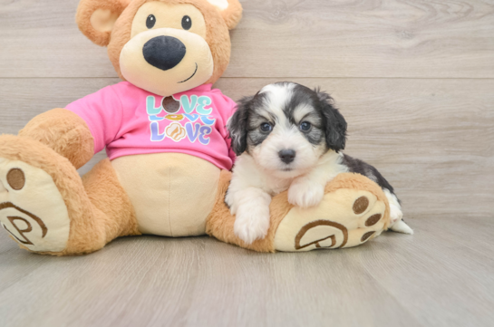 Sweet Aussiechon Baby