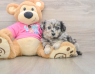 5 week old Aussiechon Puppy For Sale - Seaside Pups