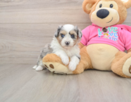 6 week old Aussiechon Puppy For Sale - Seaside Pups