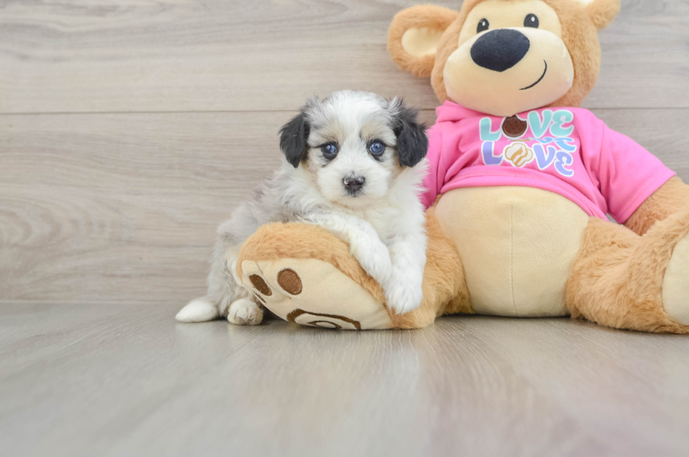 5 week old Aussiechon Puppy For Sale - Seaside Pups
